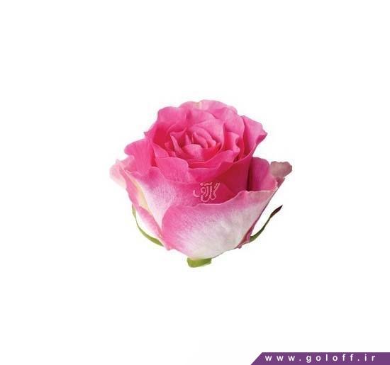 سایت تخصصی گل و گیاه - گل رز هلندی مالیبو - Rose | گل آف